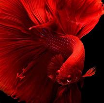 Image result for Finix Fish