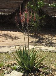 Image result for Aloe Massawana