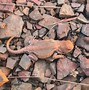Image result for Exotic Lizards