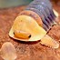 Image result for Duckie Isopod Underside