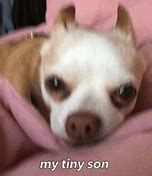 Image result for Chihuahua Meme