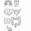 Image result for Free Human Body Printables