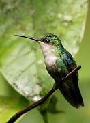 Image result for Hylonympha Trochilidae