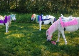 Image result for Unicorn Horse Farm