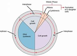 Image result for Cell Biology Textbook