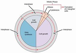 Image result for Cell Cycle Interphase Mitosis