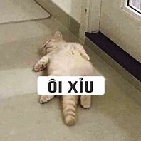 Image result for Meme Con Mèo Mắc Ói