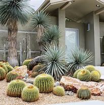 Image result for Desert Landscaping with Cactus