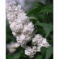 Image result for Syringa vulgaris Beauty of Moscow