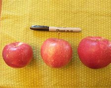 Image result for Size of Apple Phones