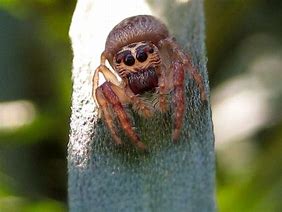 Image result for Cyclops Spider