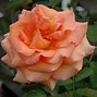 Image result for ROSA WARM WISHES