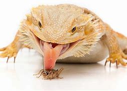Image result for What to Feed Crickets