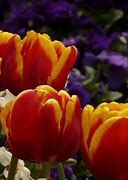 Image result for Red and Yellow Tulips