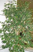 Image result for Command Hooks Creeping Fig