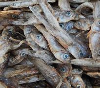 Image result for Fish Types in Uganda