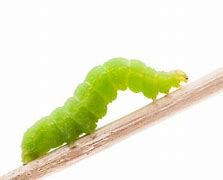 Image result for Apple Tree Worm Treatment
