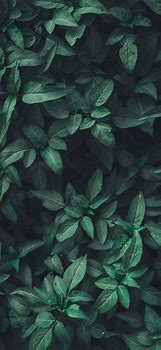 Image result for Green Leaves iPhone Wallpaper