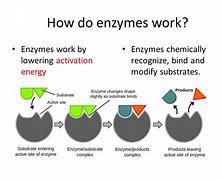 Image result for Enzyme Function Samsung Galaxy