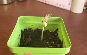 Image result for Plant of the Week F