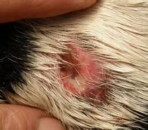 Image result for Warts On Dogs That Bleed