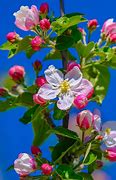 Image result for Small Apple Tree at Bloom