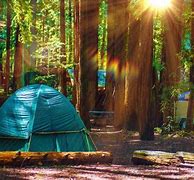 Image result for Redwood Forest Camping