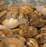 Image result for Clam Vs. Oyster