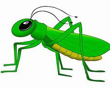 Image result for Cricket Insect Photo