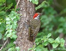 Image result for Dendropicos elachus