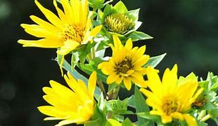 Image result for Silphium integrifolium JS Stand Up