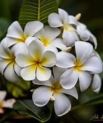 Image result for Fiji National Flower