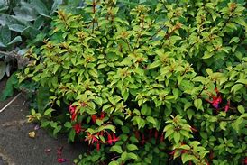 Image result for Fuchsia Genii