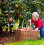 Image result for Grow and Pick Your Own