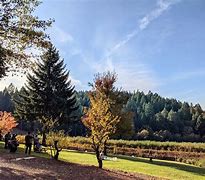 Image result for Apple Hill Look Like