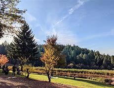 Image result for Apple Hill Map and Events