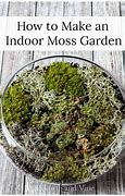 Image result for Indoor Moss Garden