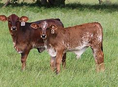 Image result for Red Angus Cow Black Brahman Bull Cross