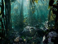 Image result for Sea Middle Forest