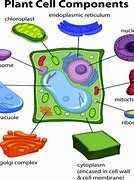 Image result for Plant Cell Clip Art