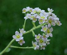 Image result for Saxifraga canis-dalmatica