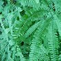 Image result for Unique Ferns