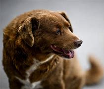 Image result for World's Oldest Dog