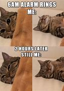 Image result for Cat Meme You Changed My Life