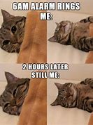 Image result for Relatable Cat Memes