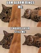 Image result for Gato Cat Meme