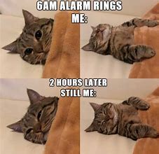 Image result for gatos cats memes funniest