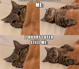 Image result for Cat Memes but Their Actally Funny