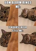 Image result for Silly Kitties Memes