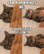 Image result for Cat Logic Funny Memes